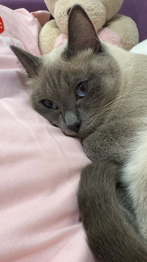 A portrait of a Thai cat lying down, showing its distinctive features and cal Video stock 302470763