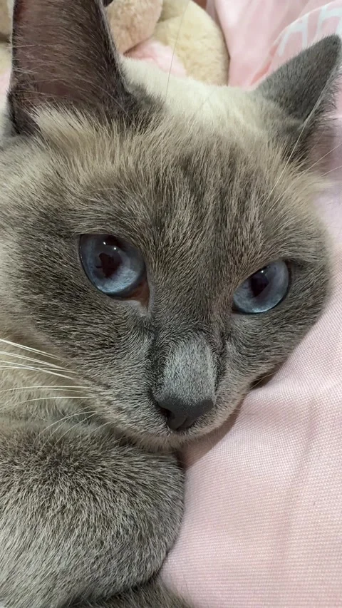 A portrait of a Thai cat lying down, showing its distinctive features and cal Stock Footage 303360277
