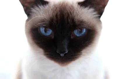 Portrait of a Thai color point cat with expressive blue eyes. Slow motion Stock-Footage 201069034