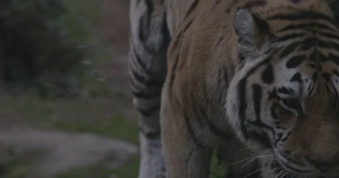 portrait of theSiberian Tiger walking, t... | Stock Video | Pond5