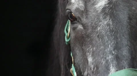 Portrait of a thoroughbred Stock Footage 64168315