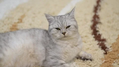  Portrait of a thoroughbred Scottish cat close-up. Stock Footage 181547417