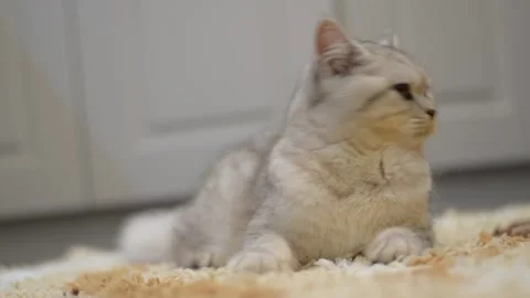  Portrait of a thoroughbred Scottish cat. Stock Footage 181547469