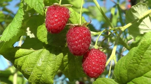 Portrait of three berries of a raspberry Stock-Footage 8563825