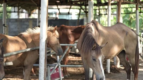 Portrait of three brown horses in a stable Stock Footage 258642205