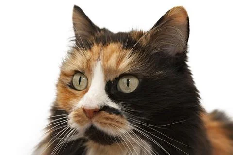 Portrait of a three-colored cat Stock Photos