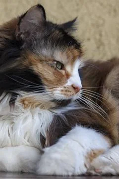Portrait of a three-colored cat Stock Photos