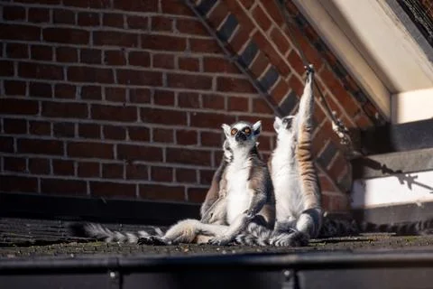 A portrait of three ring tailed lemurs sitting on a roof on a sunny day. On.. Stock Photos