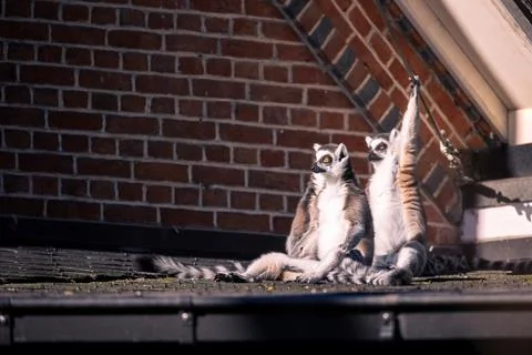 A portrait of three ring tailed lemurs sitting on a roof. One animal is rea.. Stock Photos