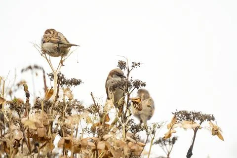 Portrait of three sparrows sitting on a hydrangea branch. Two blurred sparrows Stock Photos