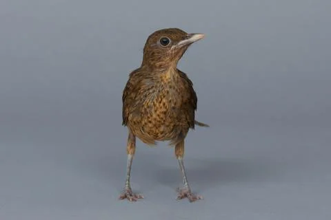 Portrait of thrush small bird Stock Photos
