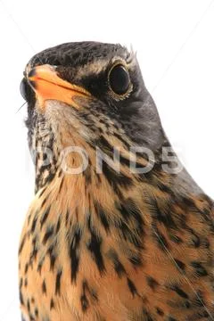 Portrait thrush (Turdus pilaris), isolated on white Stock Photos