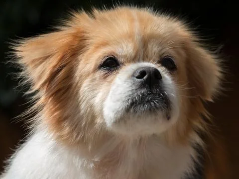 Portrait of a Tibetan spaniel Stock-Fotos