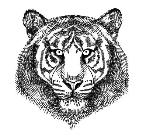 Portrait of a tiger, calm expression. A hand-drawn sketch. Stock Illustration