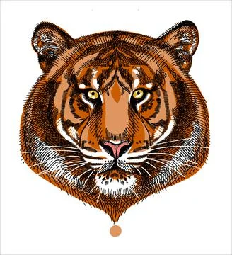 Portrait of a tiger, calm expression. A hand-drawn sketch. Stock Illustration