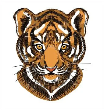 Portrait of a tiger cub, calm expression. A hand-drawn sketch. Stock Illustration