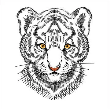 Portrait of a tiger cub, calm expression. A hand-drawn sketch. Stock Illustration