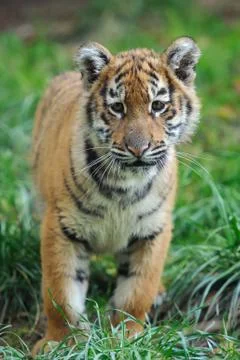 Portrait of a tiger cub Stock-Fotos
