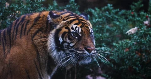 Portrait of a tiger in the forest Video stock 169488236