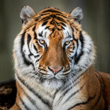 Portrait of a tiger in the forest Stock Photos