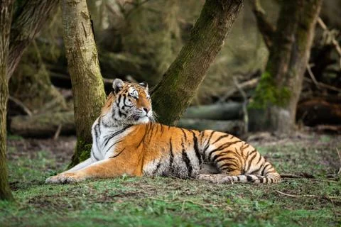 Portrait of a tiger in the forest Stock Photos