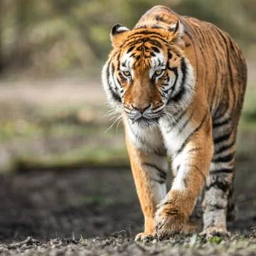 Portrait of a tiger in the forest Stock Photos