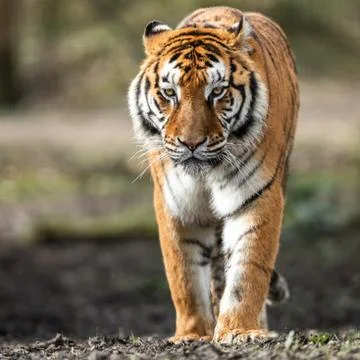 Portrait of a tiger in the forest Stock Photos