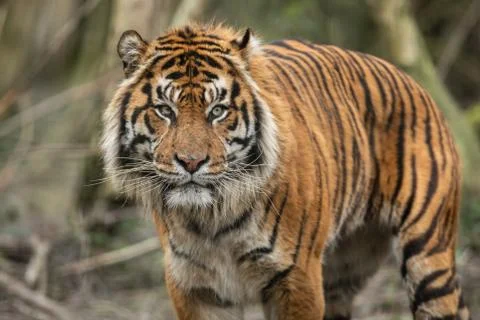 Portrait of a tiger in the forest Stock Photos