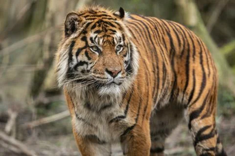 Portrait of a tiger in the forest Stock Photos