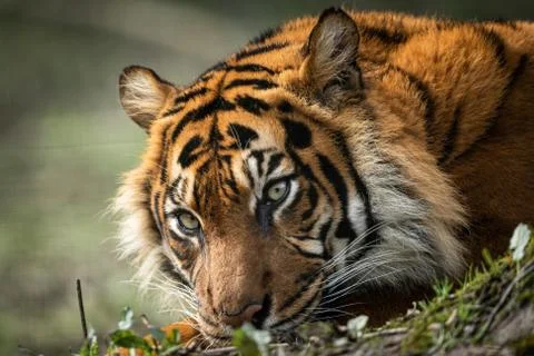 Portrait of a tiger in the forest Foto stock