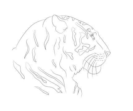 Portrait of tiger lines, vector Stock Illustration