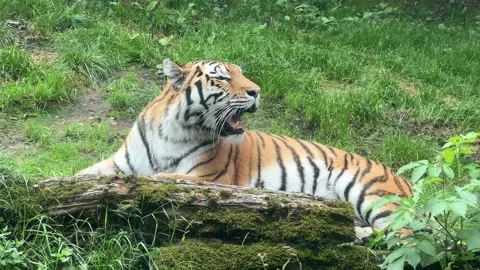 Portrait of a tiger looking straight at the camera and then showing his grin. 4K Stock Footage 207814770