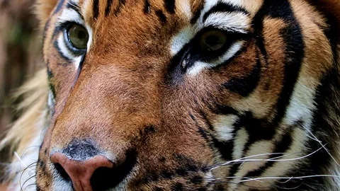 Portrait of the Tiger malayan, close up. Face pf tigris panthera jacksoni. Stock Footage 119488769