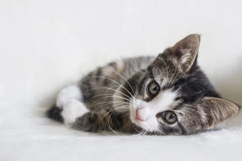 Portrait of a tiger pattern tabby kitten on white blanket Foto stock
