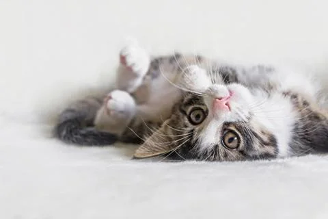 Portrait of a tiger pattern tabby kitten on white blanket Stock Photos
