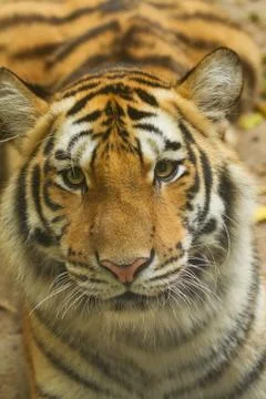 Portrait of tiger Stock Photos