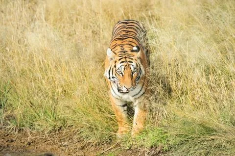 Portrait of a Tiger 写真素材