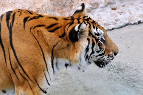 Portrait of tiger Stock Photos