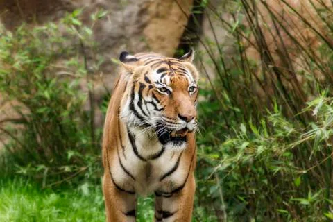 Portrait of a tiger Stock Photos