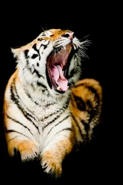 Portrait of tiger Stock Photos