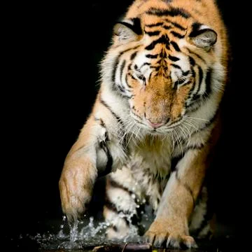 Portrait of tiger Stock Photos