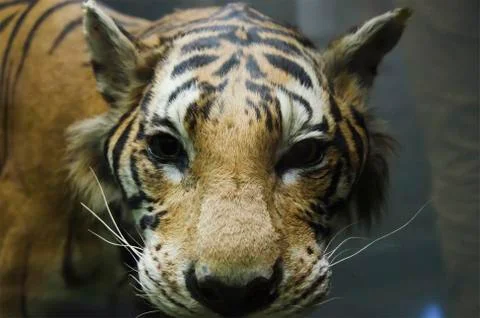 Portrait of a tiger Stock Photos