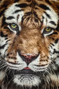 Portrait of Tiger Stock Photos