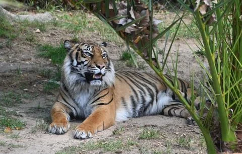 Portrait of a tiger Stock Photos
