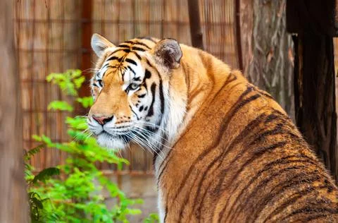 Portrait of a tiger Stock Photos