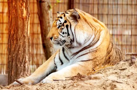 Portrait of a tiger Stock Photos