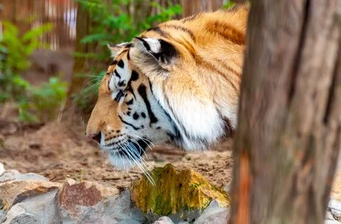 Portrait of a tiger Stock Photos