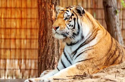 Portrait of a tiger Stock Photos