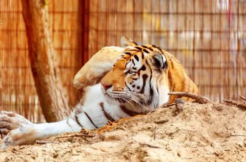 Portrait of a tiger Stock Photos