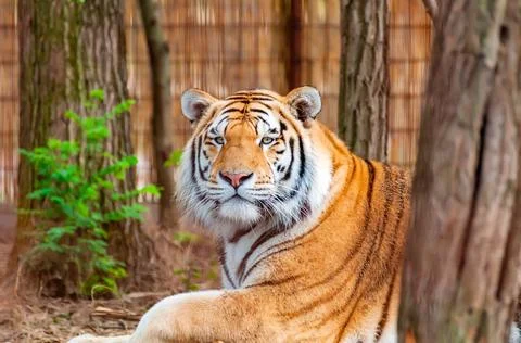 Portrait of a tiger Stock Photos